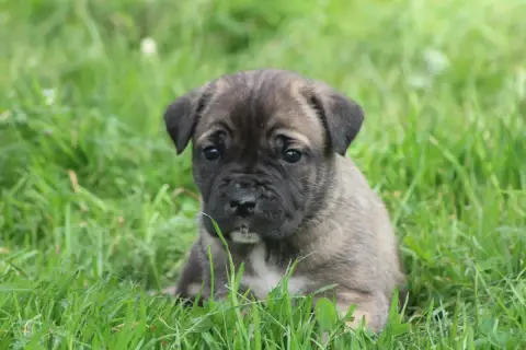 Cane Corso  Chiot N°9