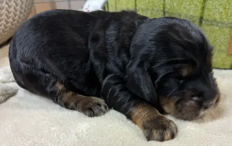 Cocker Spaniel Anglais  B................... Des Etan 387e6 photo 2