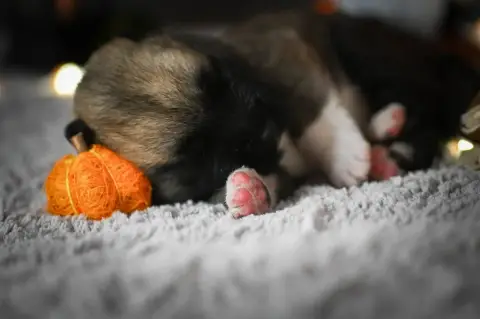Akita Americain  Amazing Americain Grizzly Of Majesti 99506