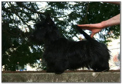 Scottish Terrier  Chiot N°2 Of Itty'S Cottage photo 3