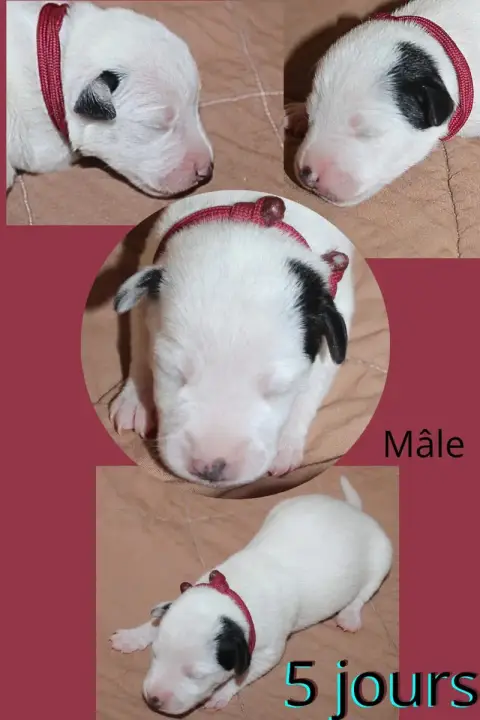 Adopter Parson Russell Terrier  Collier Bordeau Du Domaine De 9afd4