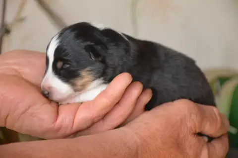 Shetland Sheepdog  Chiot N°2 De La Foret Des Reves Bl 5723f photo 3