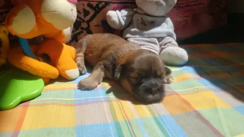 Lhassa Apso  Petite photo 3