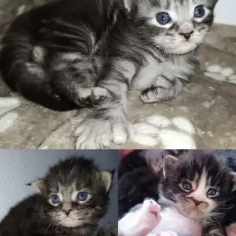 Chatons Maine Coon