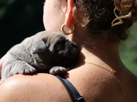 Cane Corso  Chiot 4 Des Monts D'Ardeche