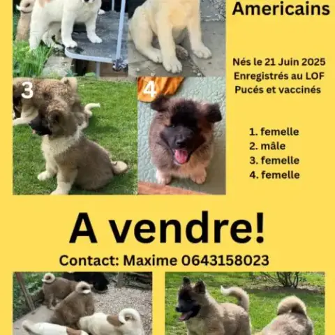 Magnifique Chiots Akita Américain