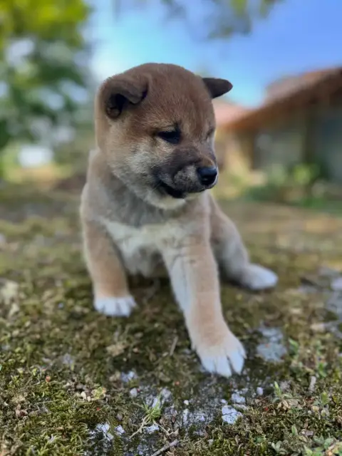 Shiba  Collier Bleu - photo 3