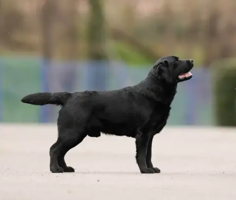Labrador Retriever photo 2