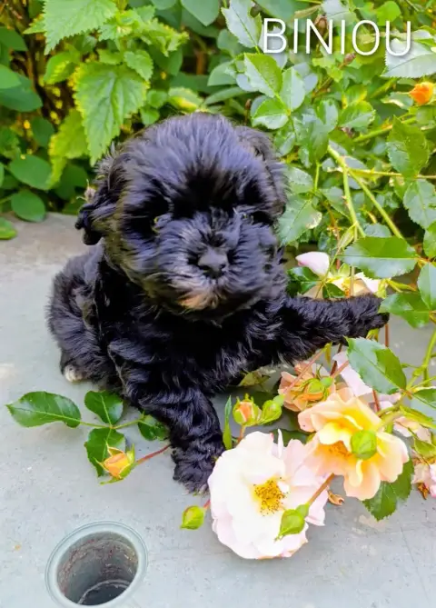 Bichon Havanais  Biniou Le Mini Havanais Toy Tout Noi fe8c0 photo 2