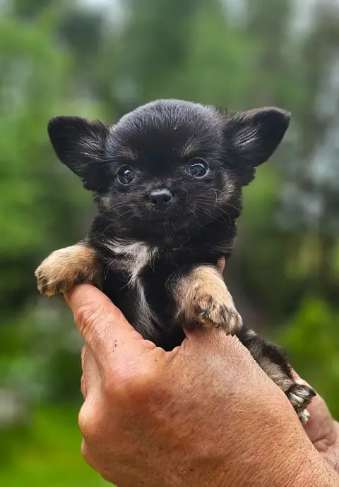 Chihuahua  B3 Of Little By Little photo 3