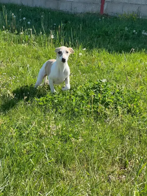 Whippet  Bounty De L Eternel Mitness photo 2