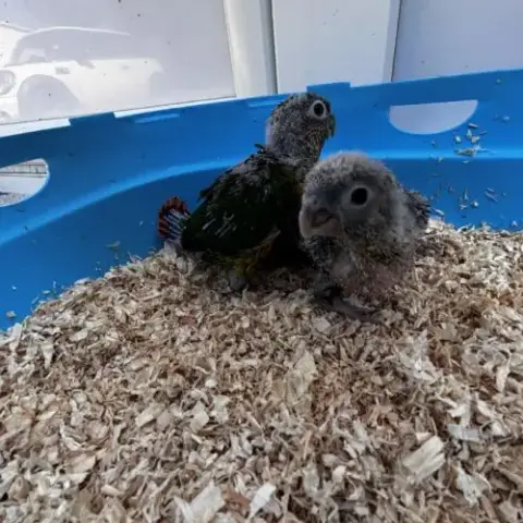 Eam Conures Hypoxantha – Réservation Ouverte