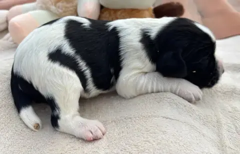 English Springer Spaniel  B....................... De a28a2 photo 3