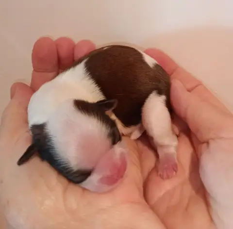 Shih Tzu  Chiot 1 Du Domaine Des Plaines D'Argent