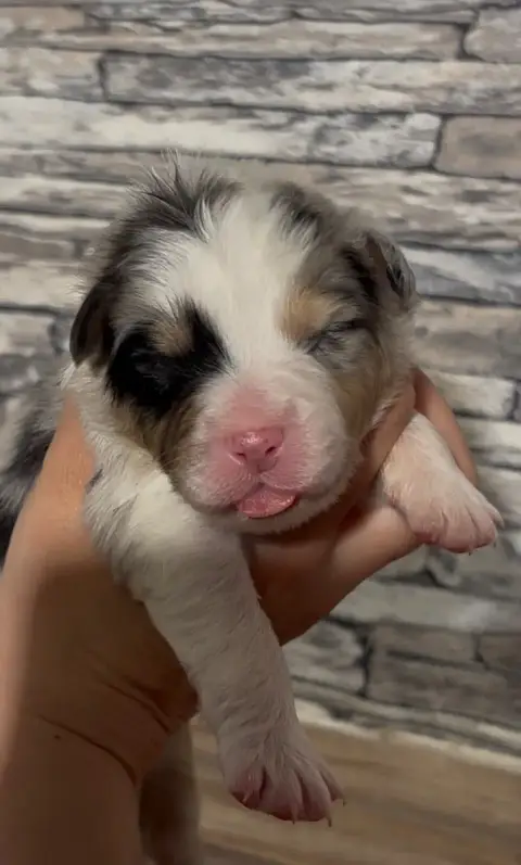 Berger Australien  Chiot 3 De L'Aussie Happy