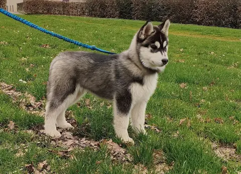 Siberian Husky  Artic Axis Living My Wildest Dreams fc555