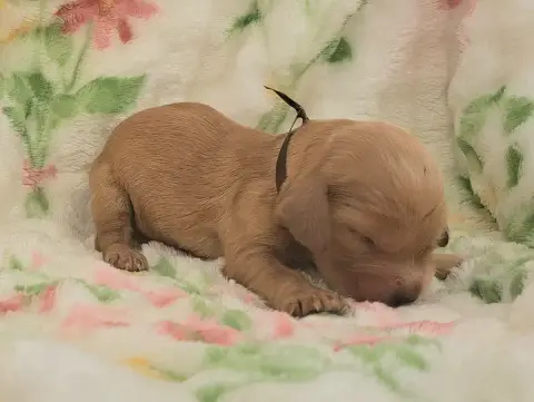 Cocker Spaniel Anglais  Bélie photo 3