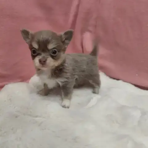 Chiot Chihuahua