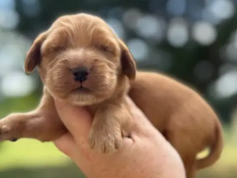 Cocker Spaniel Anglais  B4 Du Clos De La Majesty
