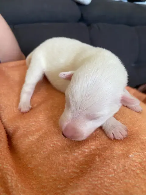 Fox Terrier Poil Lisse  Chiot 3 De La Metevinière