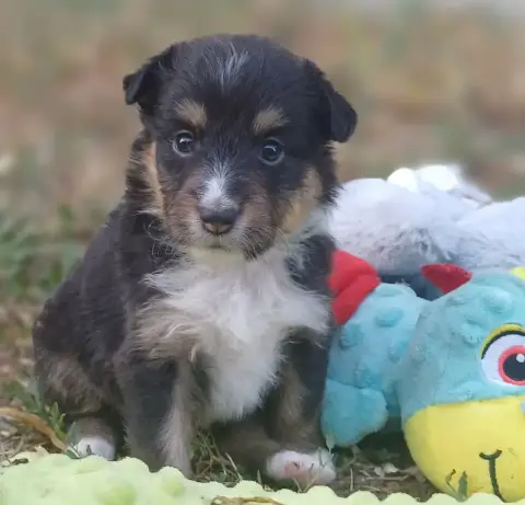 Shetland Sheepdog  Chiot N°4 Des Touches Noires