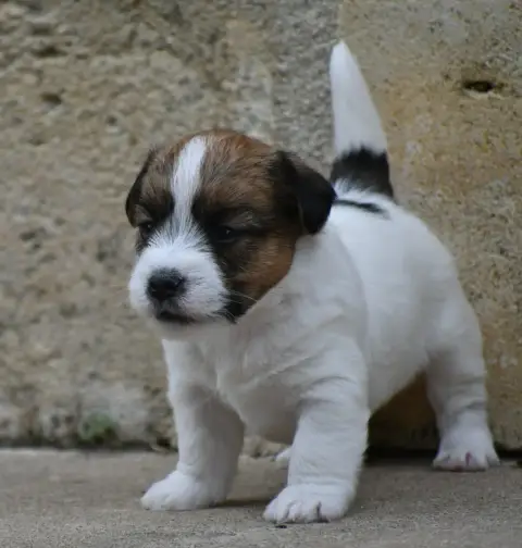 Jack Russell Terrier  Butterfly Des Gerveilles photo 2