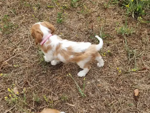 Cavalier King Charles Spaniel  B... Du Petit Brilloua 79c61 photo 2