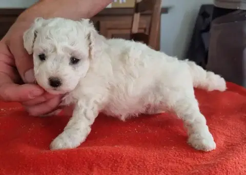 Bichon Frise  Chiot N°3 Des Hirondelles Du Voyage photo 2