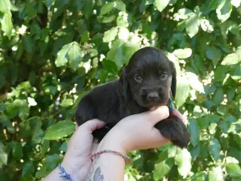 Cocker Spaniel Anglais  Male Choco Collier Bleu Du Te c2c61