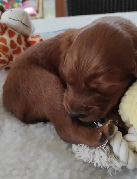 Setter Irlandais Rouge 
                        Chiot 3ae32 photo 2