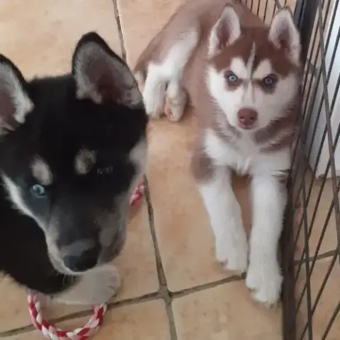 Femelle Husky Chocolat Lof Yeux Bleus
