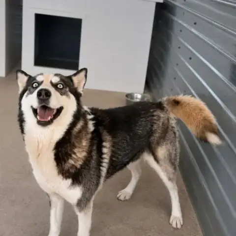 Emma La Belle Husky Aux Yeux Bleus