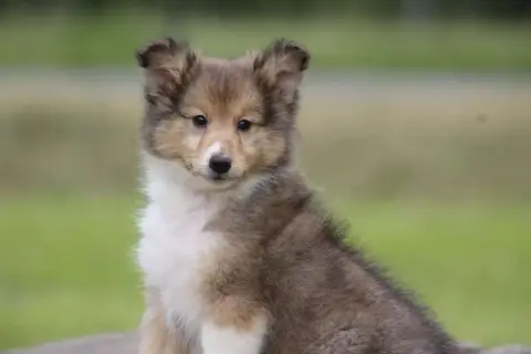 Shetland Sheepdog  Chiot N°1 De L'Angelarde