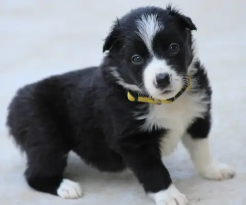 Border Collie 
                        Collier Jaune  f9b18