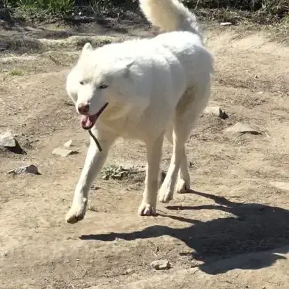 Dispo Husky