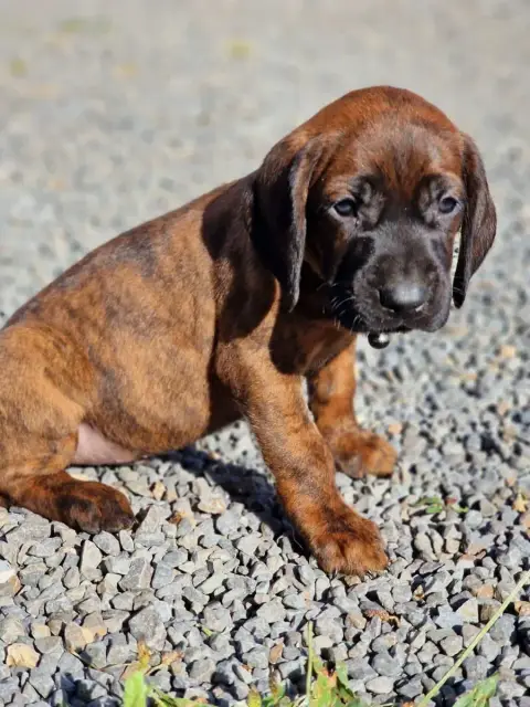 Chien De Rouge De Hanovre  Chiot N°3 De La Dent Rouge f28d6 photo 3