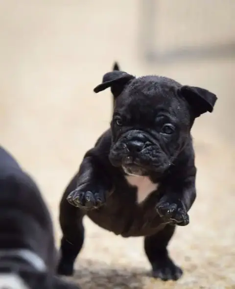 Bulldog Continental  Chiot N°4 Killy'Rena photo 2