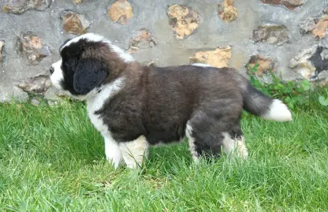 Chien Du Saint- photo 2