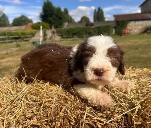 Bearded Collie  Brooke photo 2