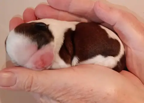 Shih Tzu  Chiot 4 Du Domaine Des Plaines D'Argent