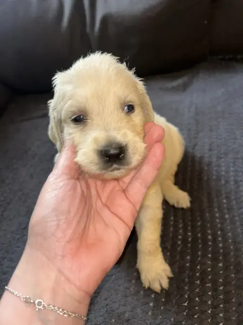 Golden Retriever  Collier Rose Foncé