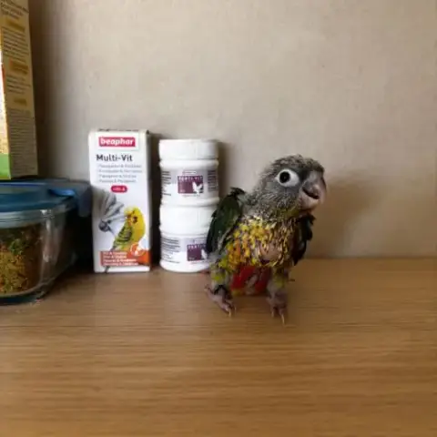 À Vendre Jeunes Conures Hypoxantha Eam