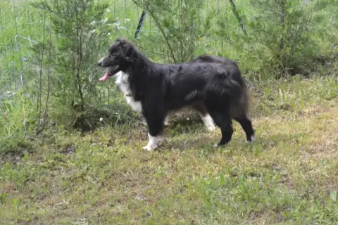 Berger Australien  Chiot N°5 Des Assards De Pierregou fcf16 photo 3