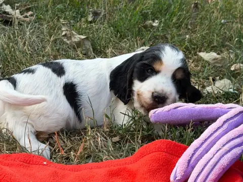 Cocker Spaniel Anglais  Chiot N°1 Du Moulin De Madjur fd9a1 photo 3