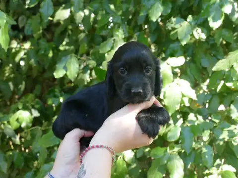 Cocker Spaniel Anglais photo 2