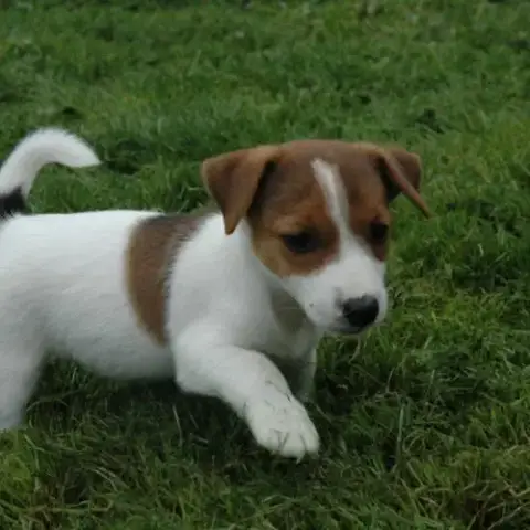 Superbes Portées De Jack Russell Au Lof