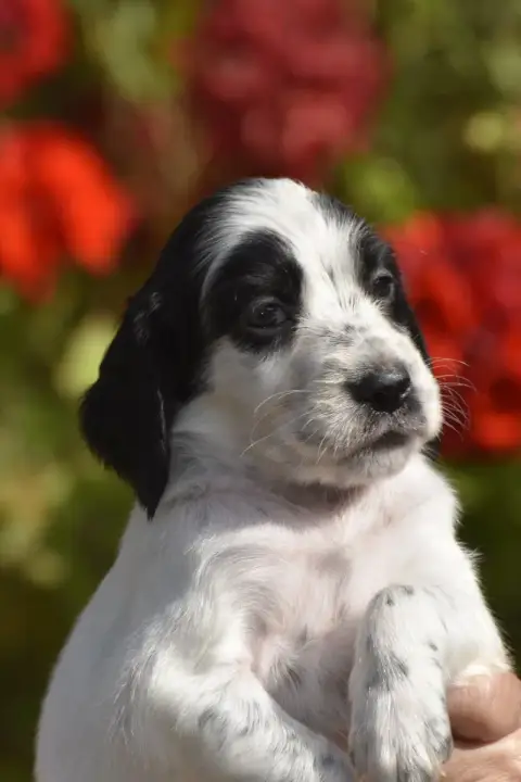 Setter Anglais  Bela Du Fief De La Garenne photo 2