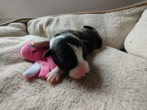Border Collie  Blueberry House Of Fever Spirit