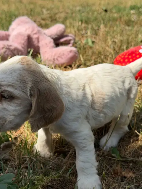 Cocker Spaniel Anglais  Chiot N°6 Du Moulin De Madjur df883 photo 2