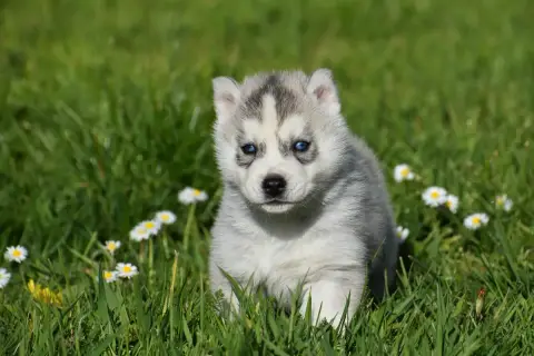 Siberian Husky  Chiot N°1 Du Chalet Des Edelweiss photo 2